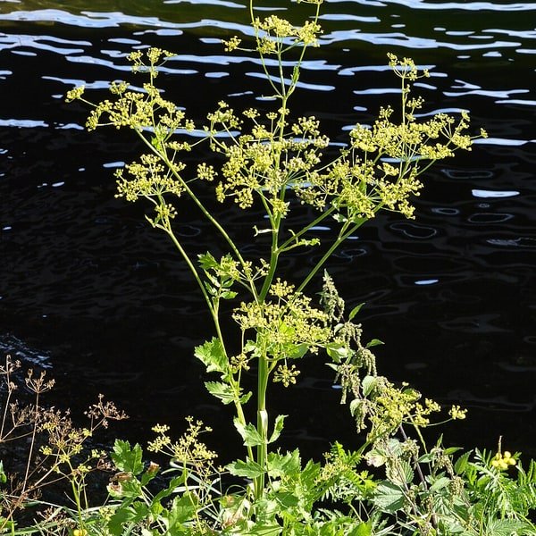 White Parsnip
