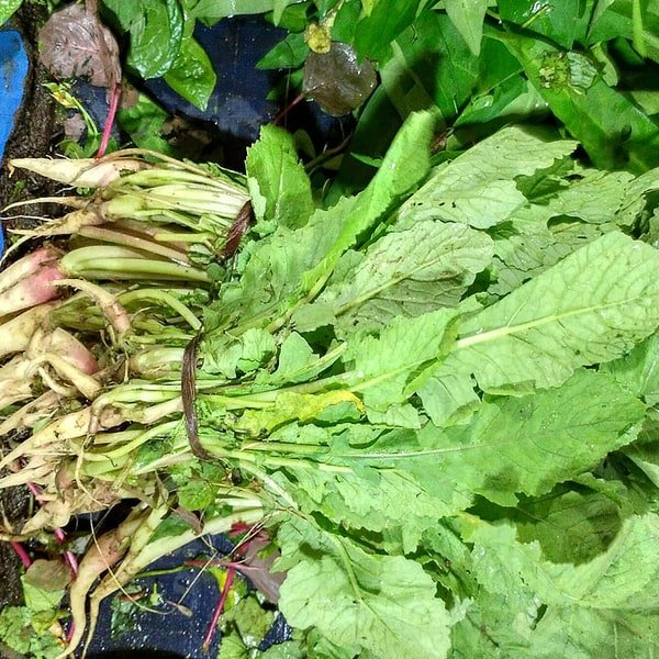 Black Spanish Radish