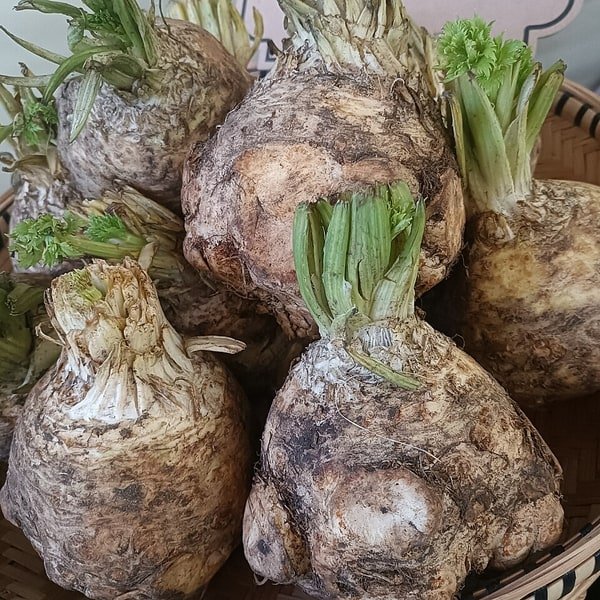 Celeriac Root