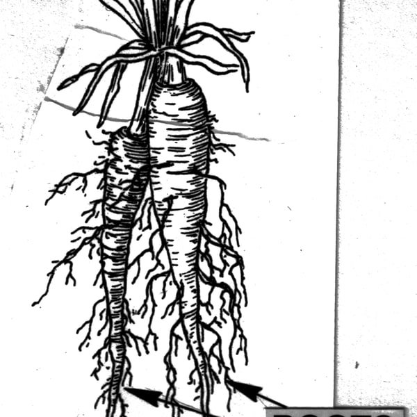 Salsify Root
