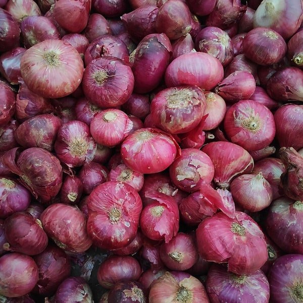 Red Globe Onion