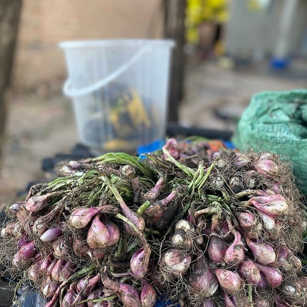 White Pearl Onion