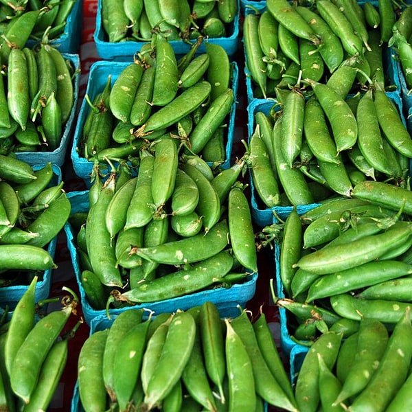 Sugar Snap Pea