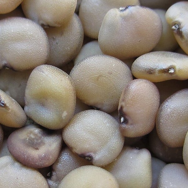 Cluster Bean Guar