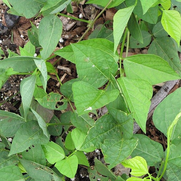 Winged Bean Goa