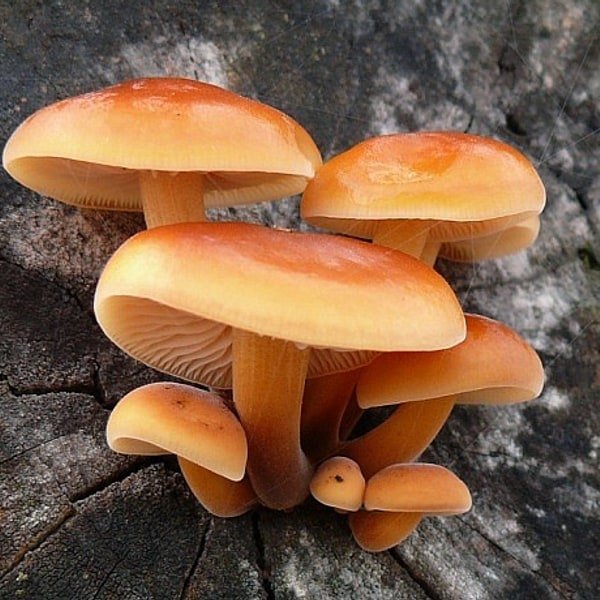 Enoki Cluster