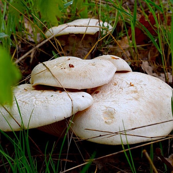 King Oyster Stem