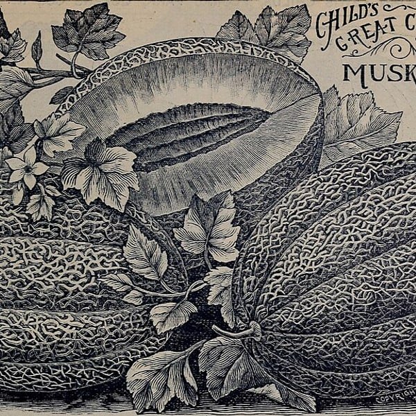 Long Kakdi Melon