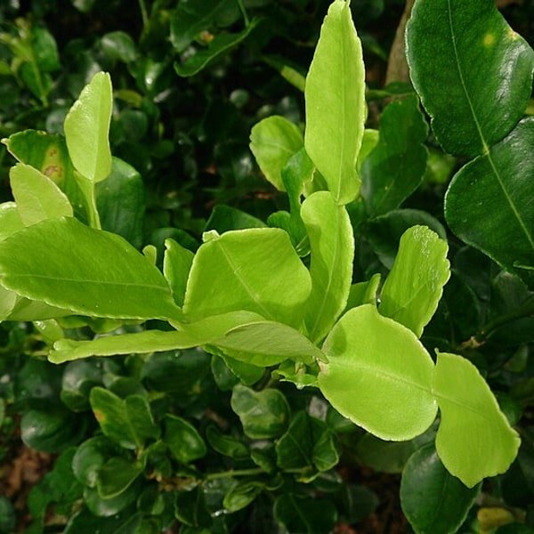Kaffir Lime Leaf