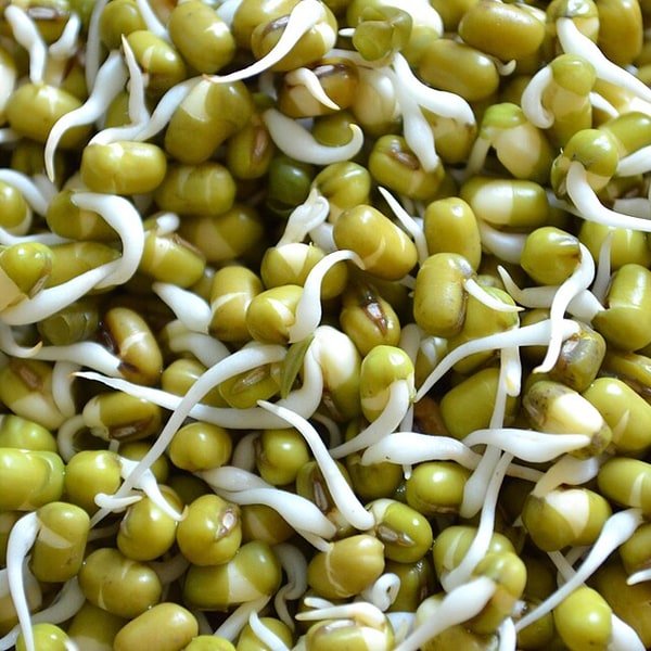 Sprouted Moong