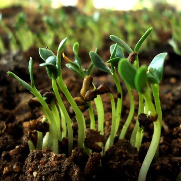 Fenugreek Sprout