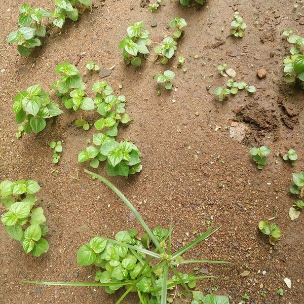 Corn Shoot Microgreen